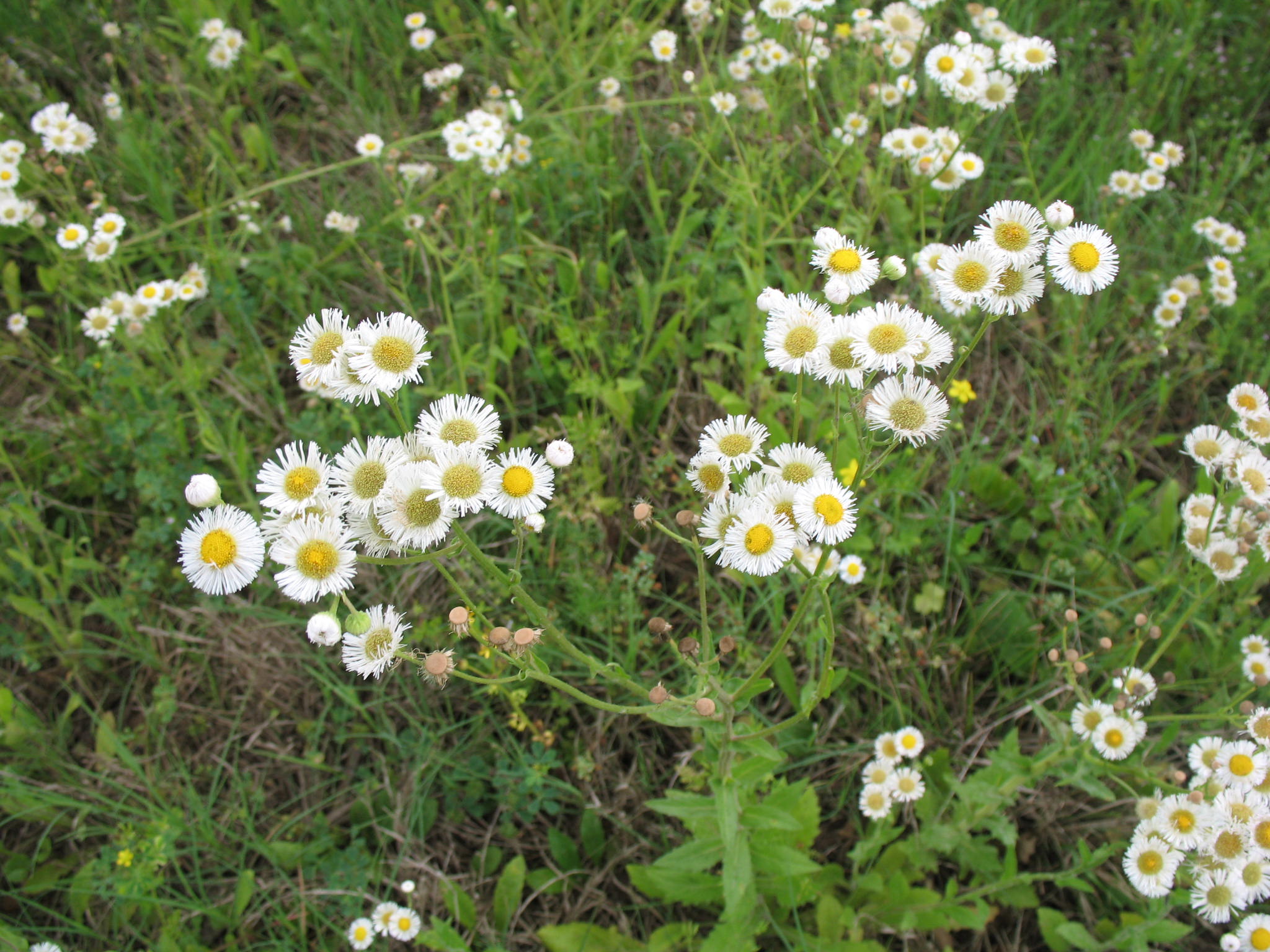 Online Plant Guide Erigeron philadelphicus / Philadelphia Fleabane